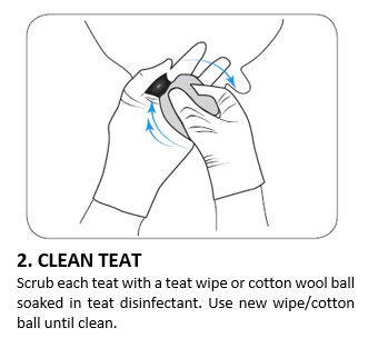 2. CLEAN TEAT 2. CLEAN TEAT